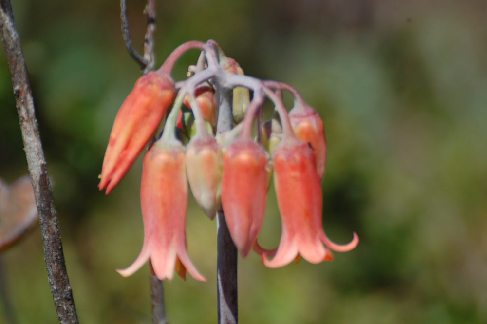 dal Sud Africa: Cotyledon orbiculata (Crassulaceae)